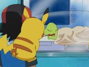 Ash sees his injured Treecko, asleep