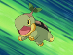 Turtwig acted as the wild Pokémon that lived around Clara's area's protector, and challenged Ash and Pikachu when they came. However, they defeated Turtwig, but it was still resentful. However, after Ash and Pikachu save the local Pokémon from Team Rocket, Turtwig loses his resentment for Ash and challenged him to a battle once more, as he wanted to be captured fairly and go with Ash on his journey. Clara allowed this and Ash defeated and captured Turtwig, bringing it along with him on his adventure.