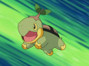 Ash's Turtwig