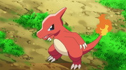 Ash Charmeleon