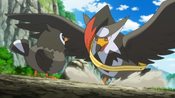 Orson's Starly, Staravia and Staraptor