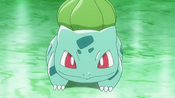 Shauna's Bulbasaur