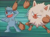 Primeape scratches Machop