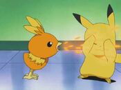 Torchic uses Ember on Pikachu, who was distracted