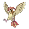 0017Pidgeotto