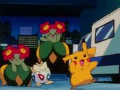 Togepi, Pikachu and Bellossom dance