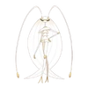 0795Pheromosa