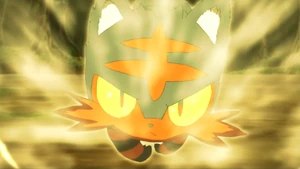 Ash's Litten using Breakneck Blitz.