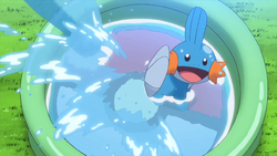 May S Swampert Pokemon Wiki Fandom