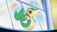 Snivy in the anime.