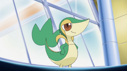 HAT LIEBERMAN: UNOVA STARTERS