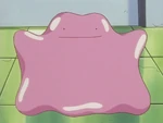 Ditto is Duplica's first Ditto and her trusted partner. They perform cosplay shows together, and now that Ditto can transform perfectly, their business has gone up. However, they did have a rocky start when Ditto could not transform. After Team Rocket's interrogation, Ditto managed to overcome this problem and could transform fully.