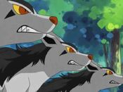 Three angry Mightyena appear