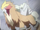 Entei (Generations)