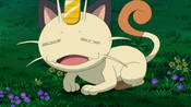 Meowth goes to sleep