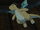 Ash Dragonite.png