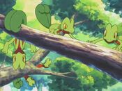 The Treecko appear