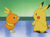 Torchic cries, thinking Pikachu would hit it