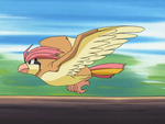 Vladimir's Pidgeotto was used in his example to show Ash and his Swellow how to use Aerial Ace correctly.