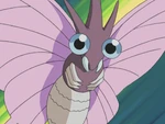 Chaz used Venomoth in the Rustboro City's Contest.