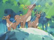 Max and May spot some Stantler