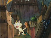 Meowth searches for his basket