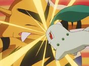 Chikorita tackles Electabuzz