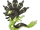 Zygarde