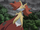 Delphox (XY102)