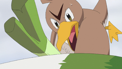 Holly's Farfetch'd, Pokémon Wiki