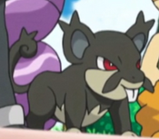 Team Skull Rattata