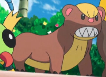 Zipp S Yungoos Pokemon Wiki Fandom Zipp S Yungoos Pokemon Wiki Fandom