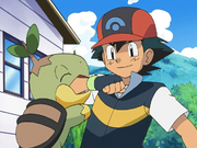 Turtwig giving affection to Ash