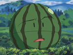 Natasha had Electrode posted on the fields as a guard. It is painted like a watermelon.