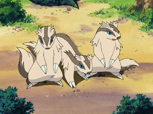 Zigzagoon in the anime.