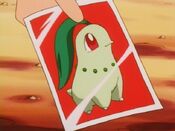 Photo of Chikorita