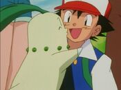 Chikorita kisses Ash