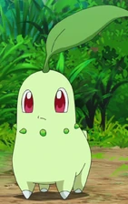 Horace's Chikorita.