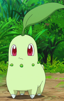 Chikorita, Pokémon Wiki