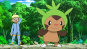 Clemont sent Chespin for battle