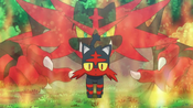 Torracat recognizes Litten as its future self, Incineroar