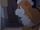 Looker's Growlithe
