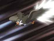 Quick Attack being used by Ash's Staravia.