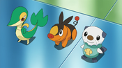 Juniper sent out Tepig, Snivy and Oshawott, the three starter Pokémon