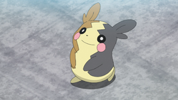 SOSNH1995 on X: Morpeko is known as the Two-Sided Pokemon and for good  reason. Standing at 1' and weighing 6.6 lbs, it seems Morpeko is the  Pikachu of this region. It has