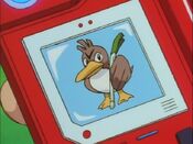 Farfetch'd, in the Pokédex