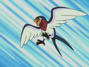 Ash's Taillow.