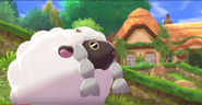 Wooloo 3