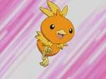 Torchic was a perspective starter presented to May when she began her journey. After looking at a Mudkip, May chose this starter as her partner.