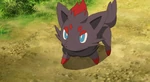 Ash befriended Zorua and helped it in a search and rescue for its mother, Zoroark. Zorua even helped Ash protect Celebi from Grings Kodai.